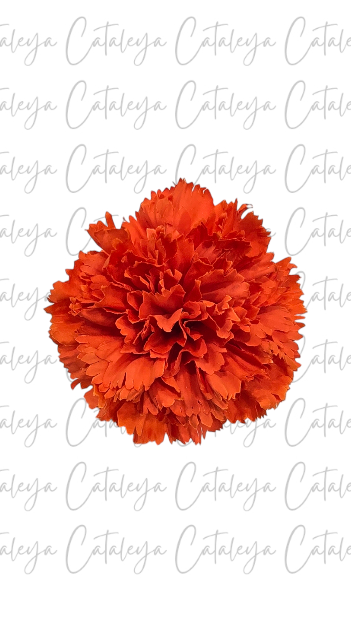 Clavel