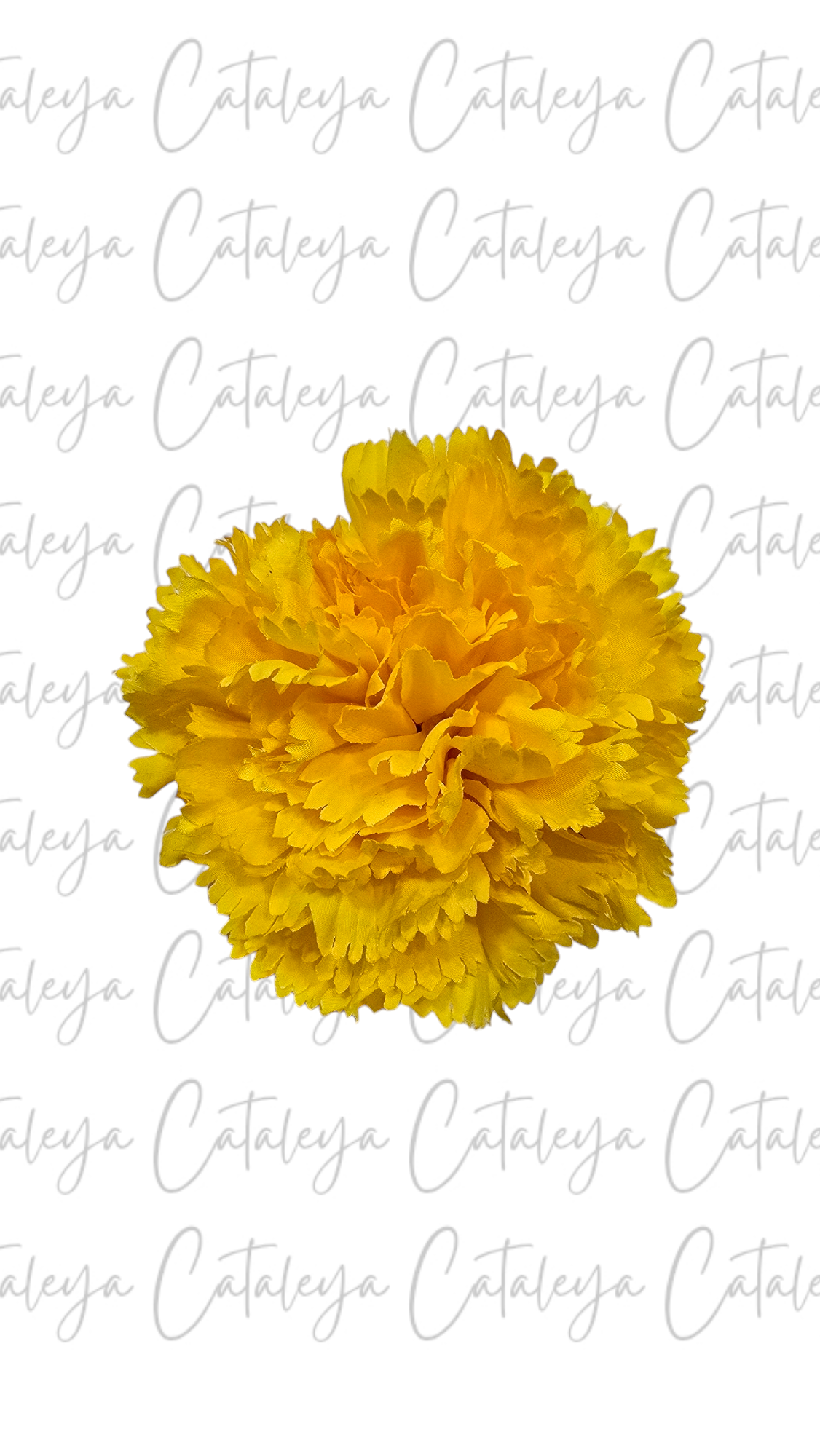 Clavel