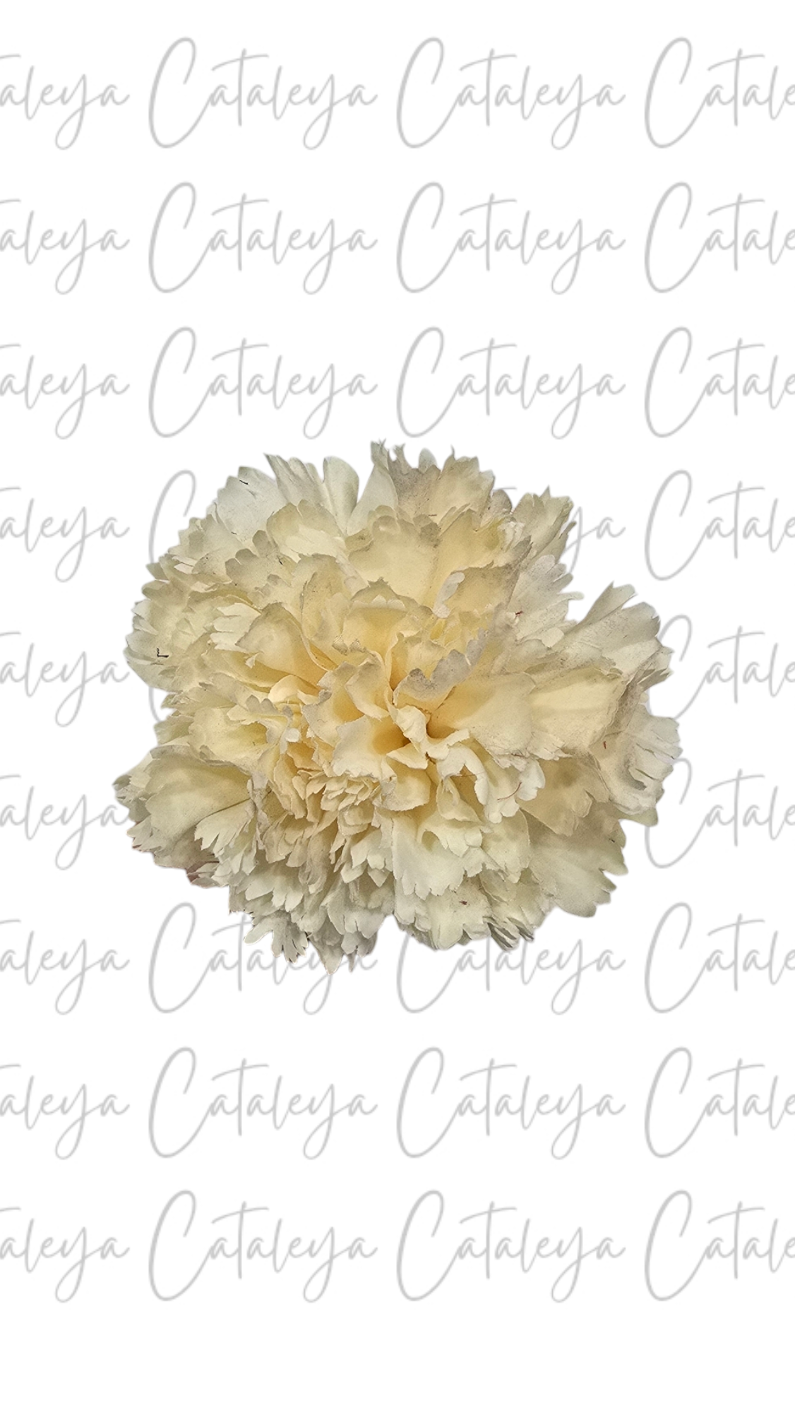 Clavel