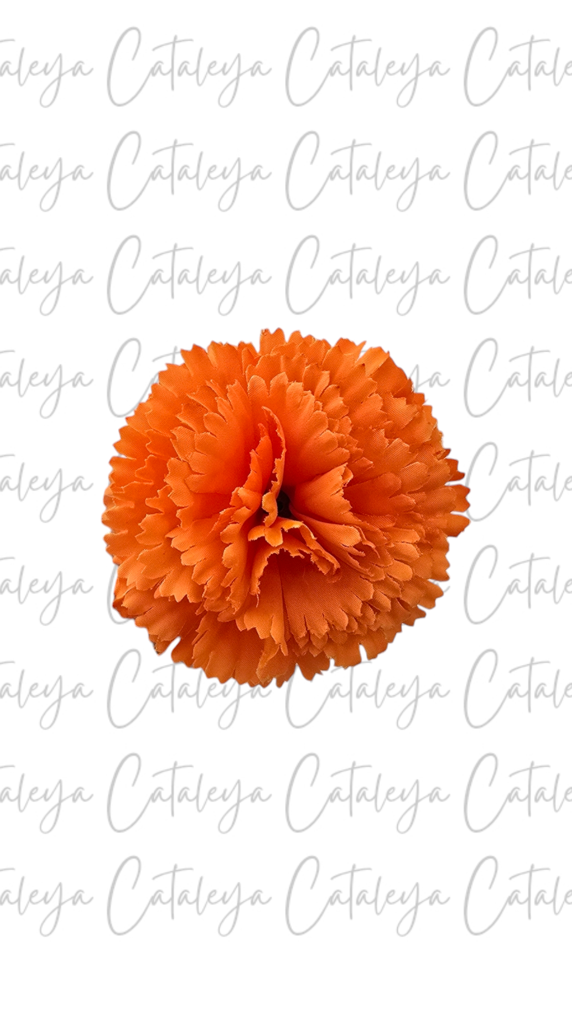 Clavel pequeño