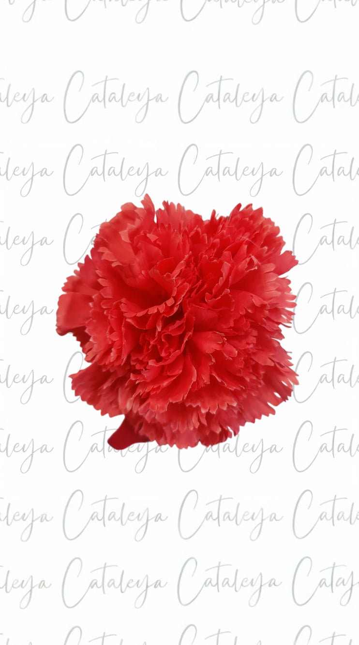 Clavel